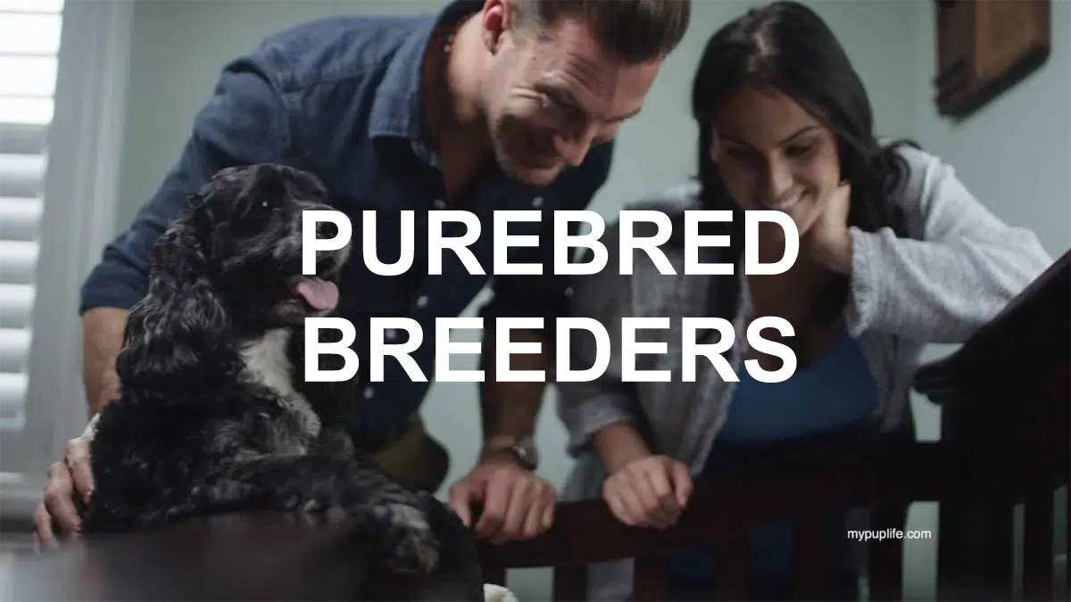 PurebredBreedersFE