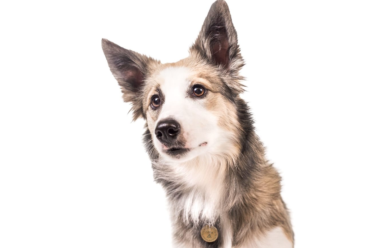Visbiome puppy with curious face Original Photography for Visbiome Vet of a dog for High Potency Pet Probiotics.