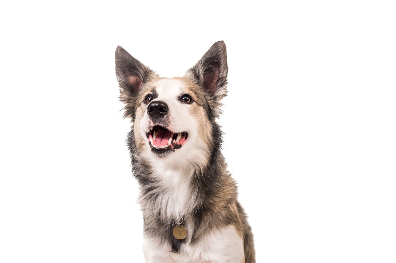 Visbiome puppy posing for camera Original Photography closeup for Visbiome Vet of a dog for High Potency Pet Probiotics.