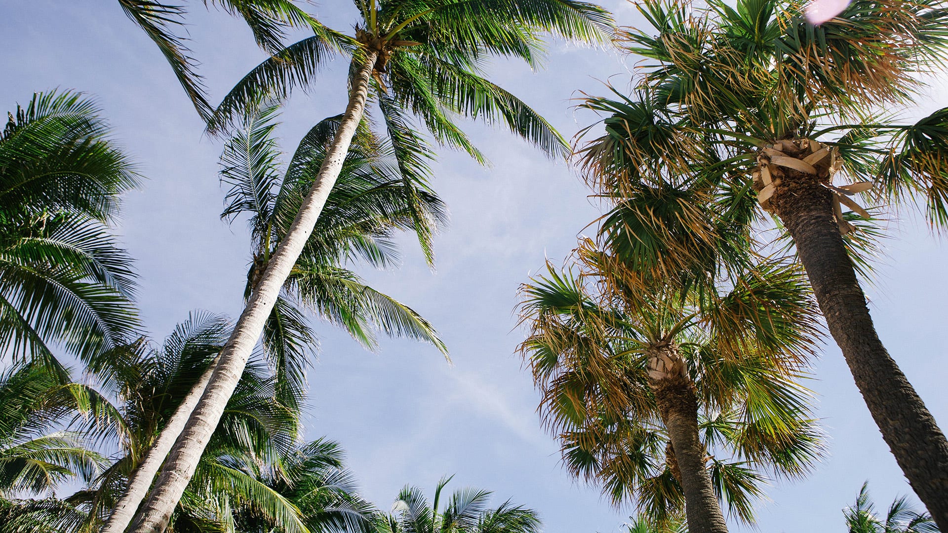 Uncreative Radio Palm trees against a blue sky