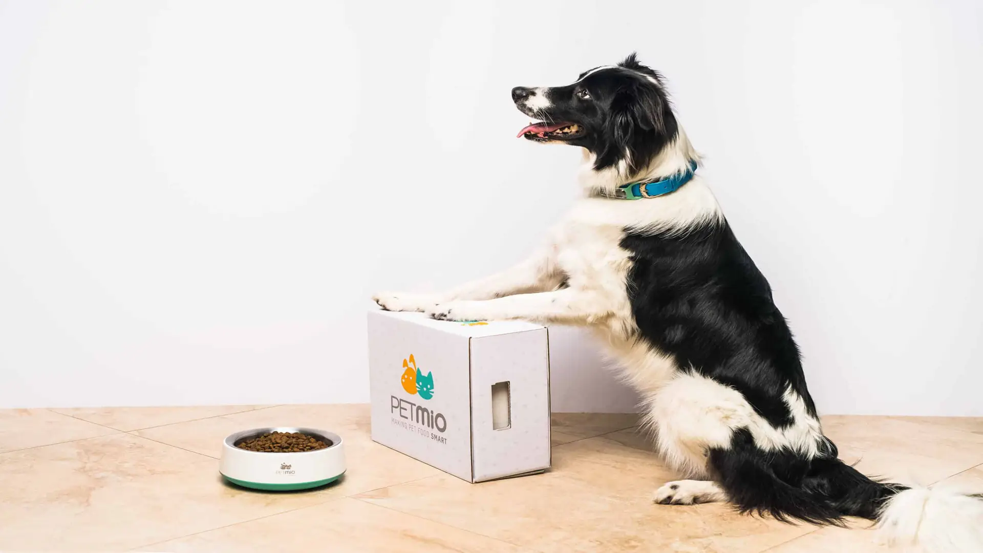 PetMio 121 Side profile of Border Collie dog posing with paws on Petmio box next to bowl of dog food