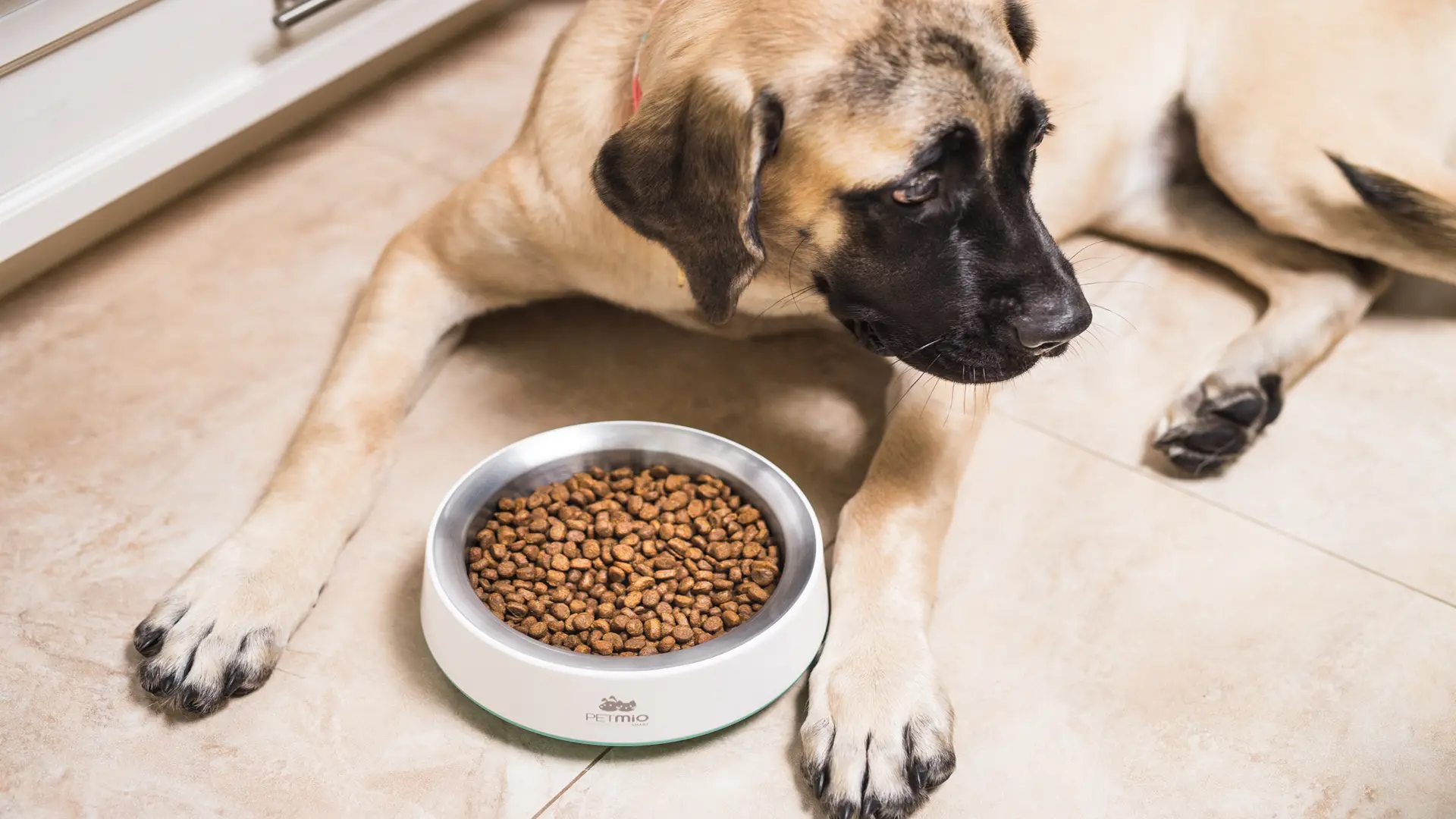 PetMio 122 Large dog laying by bowl of dog food looking off camera