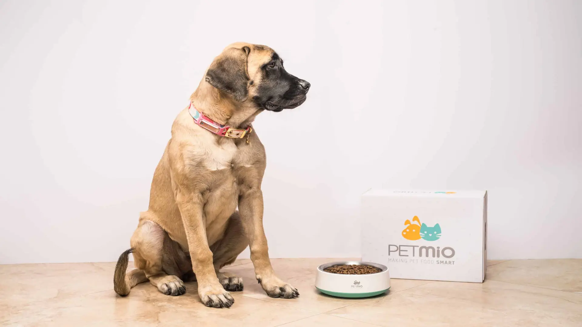 PetMio 114 Large dog next to PetMio box and bowl with dog food