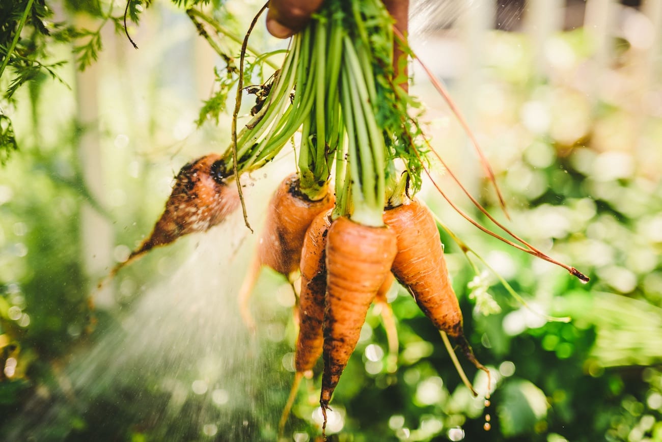 Man holding bunch of carrots