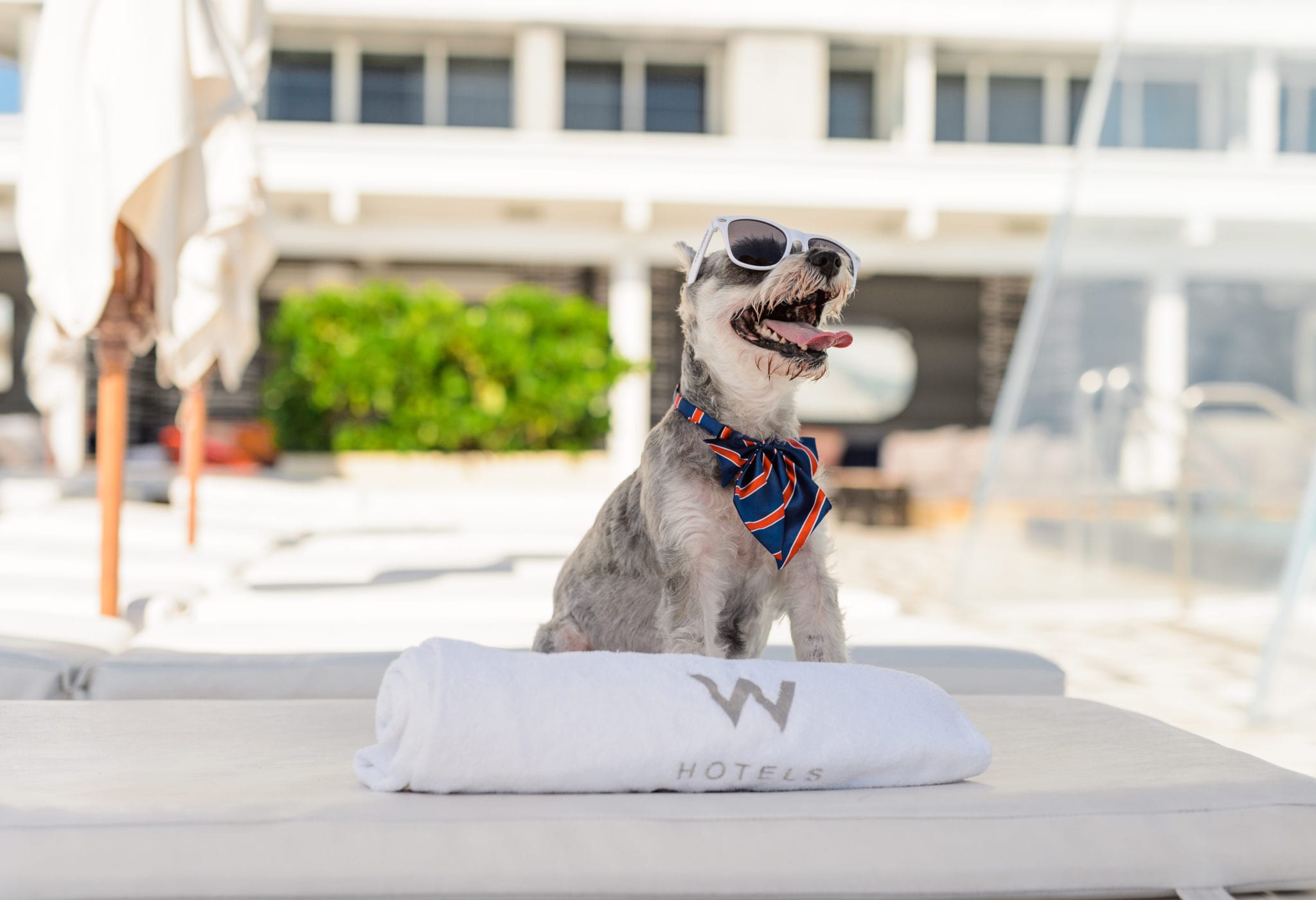 Terrier dog posing for camera wearing sunglasses