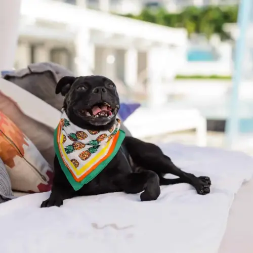 W Fort Lauderdale 17 Pug dog with bandana