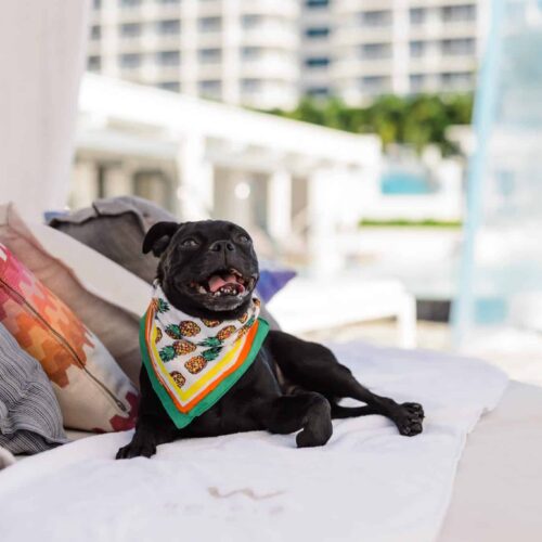 W Fort Lauderdale 17 Pug dog with bandana