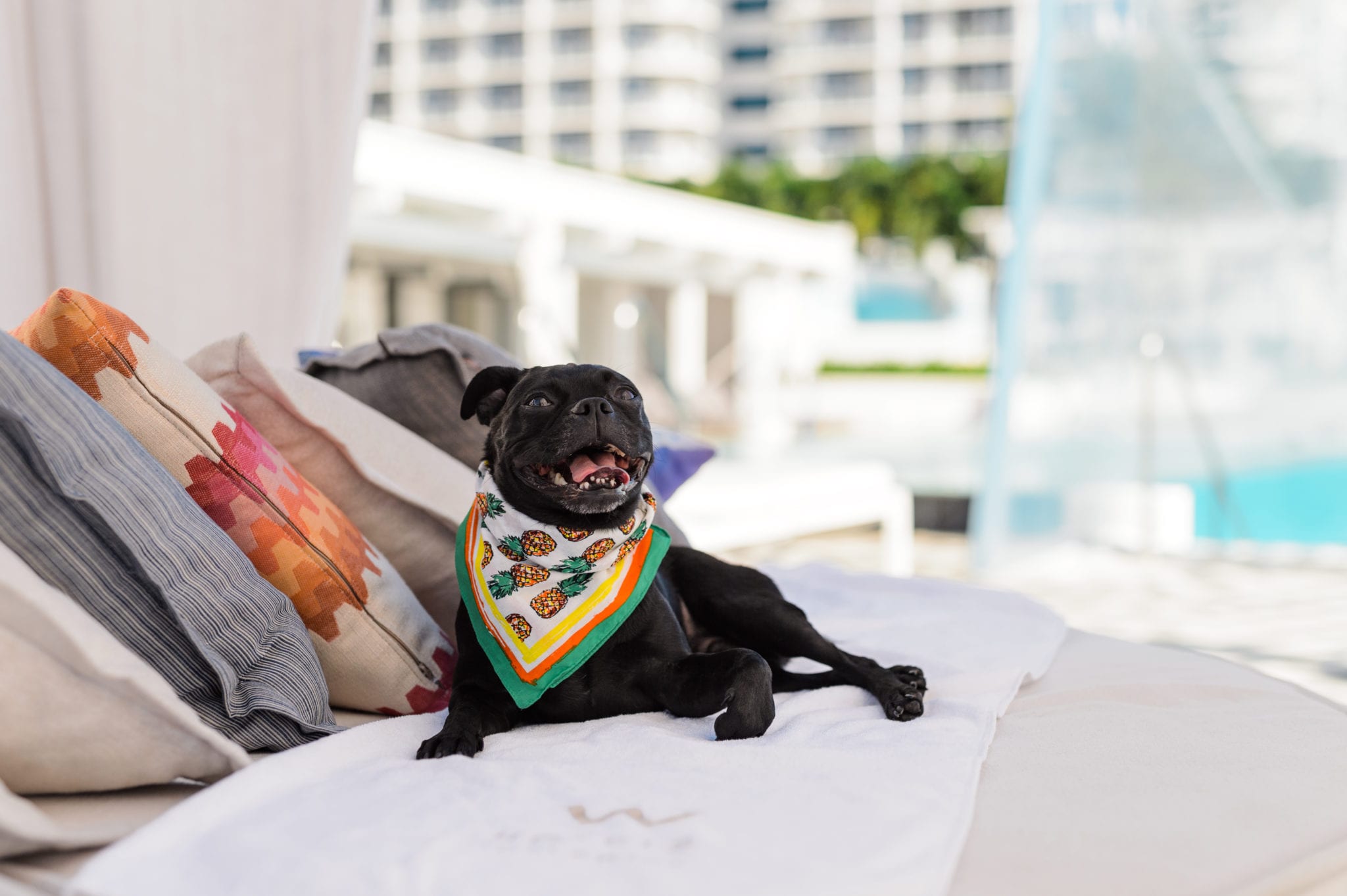 Pug dog with bandana