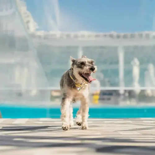 W Fort Lauderdale 18 Terrier dog
