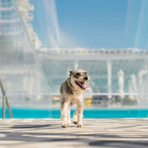 W Fort Lauderdale 18 Terrier dog