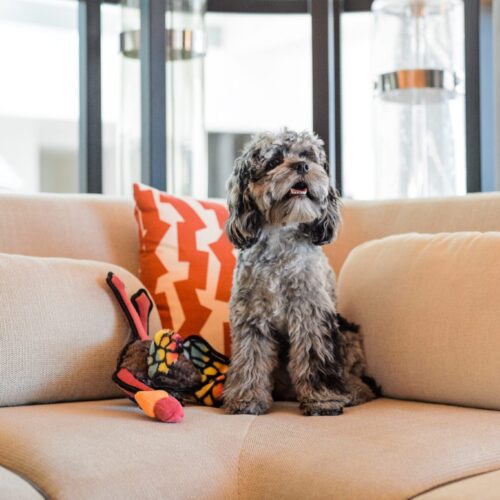 W Fort Lauderdale 19 Gray and white dog