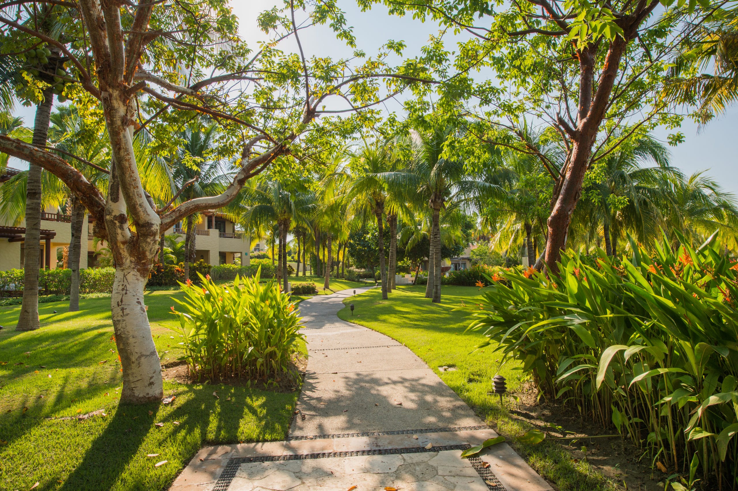 St Regis Walkway with green foliage, trees and palm trees