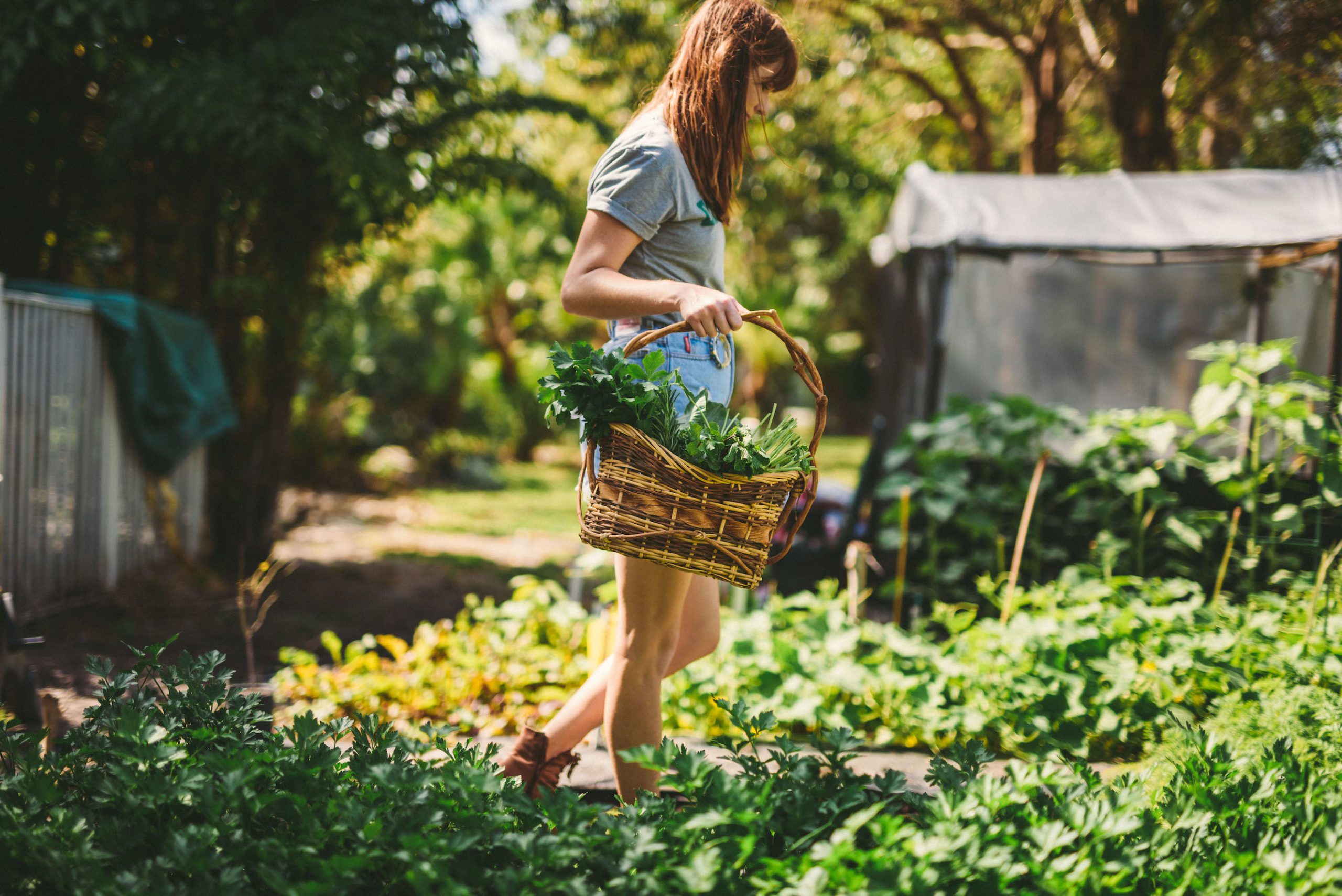 Fresh First Website Header Side profile of a woman with reddish brown hair walking through a garden holding a basket filled with produce