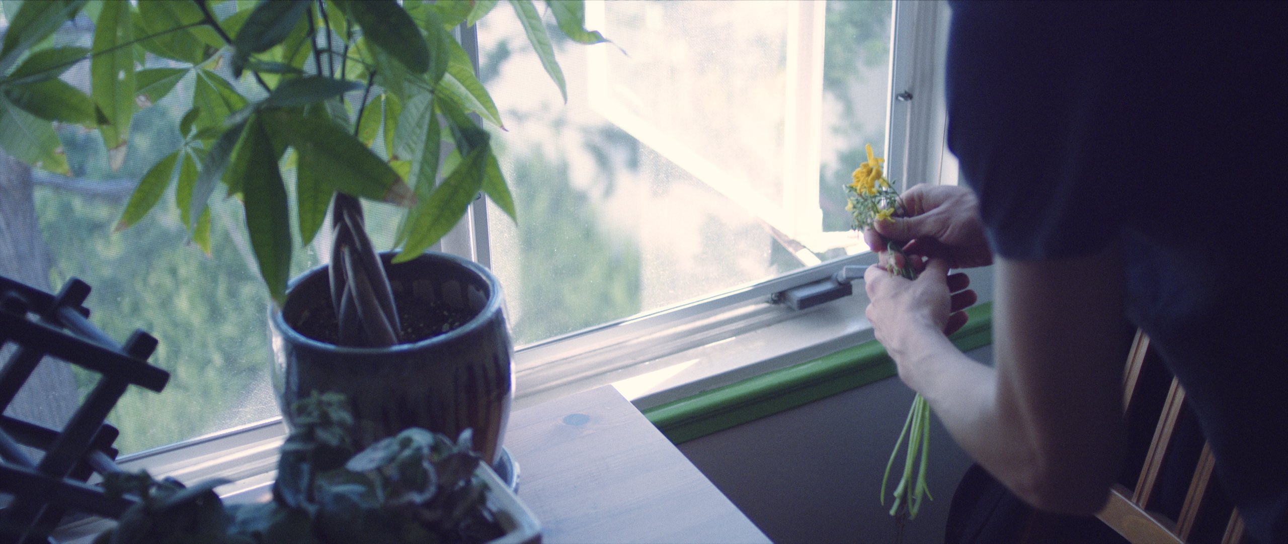 Jellyfish Short Film Produced by C&I Studios Person holding yellow flowers by a window with plants nearby on a table