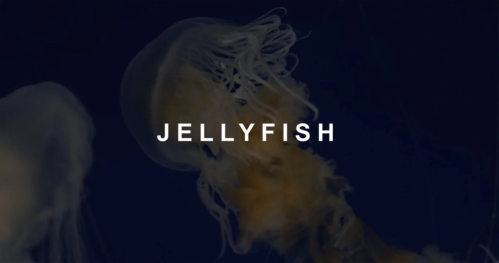 Jellyfish