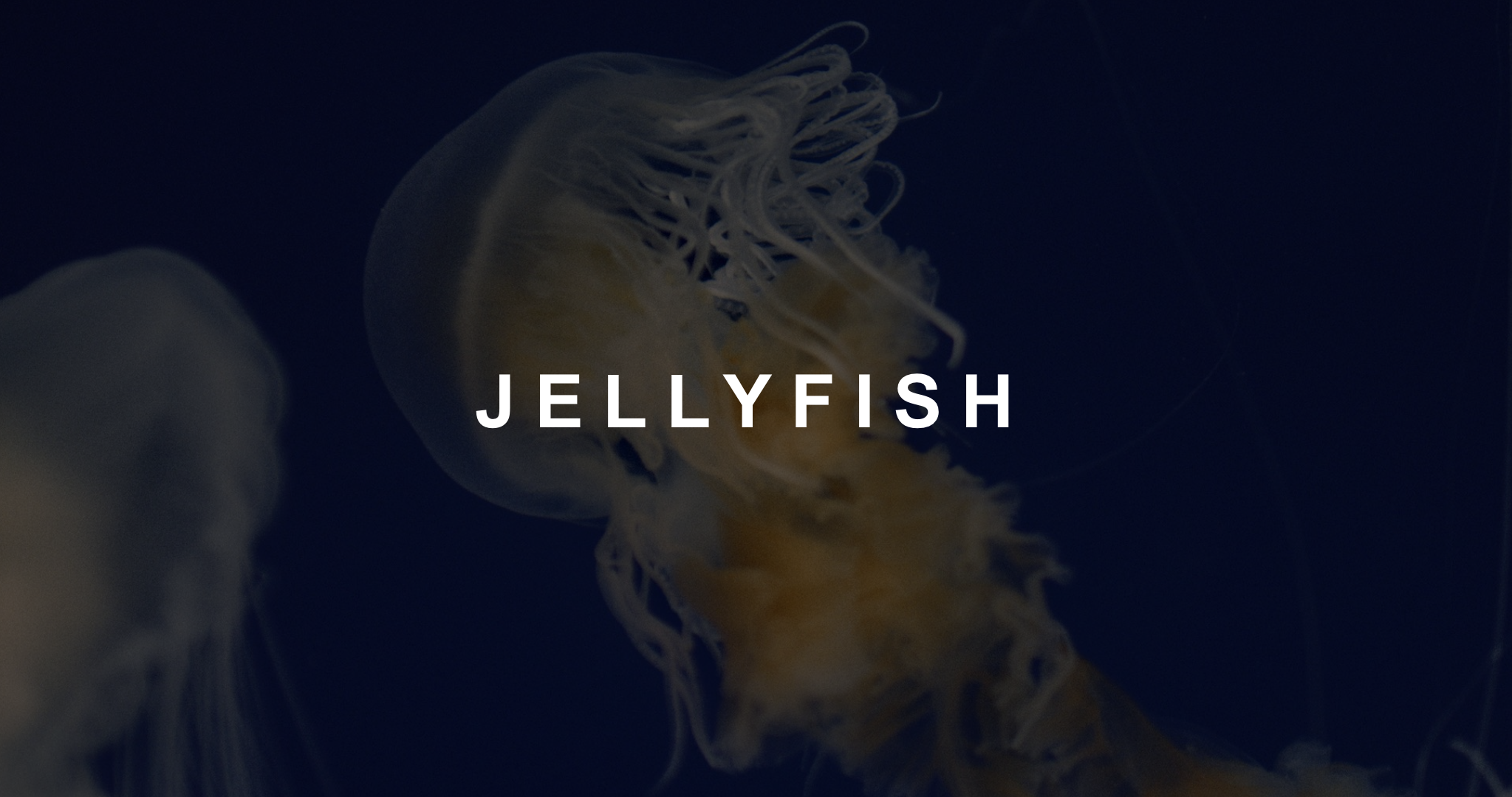 White Jellyfish title with background of jellyfish Short Film