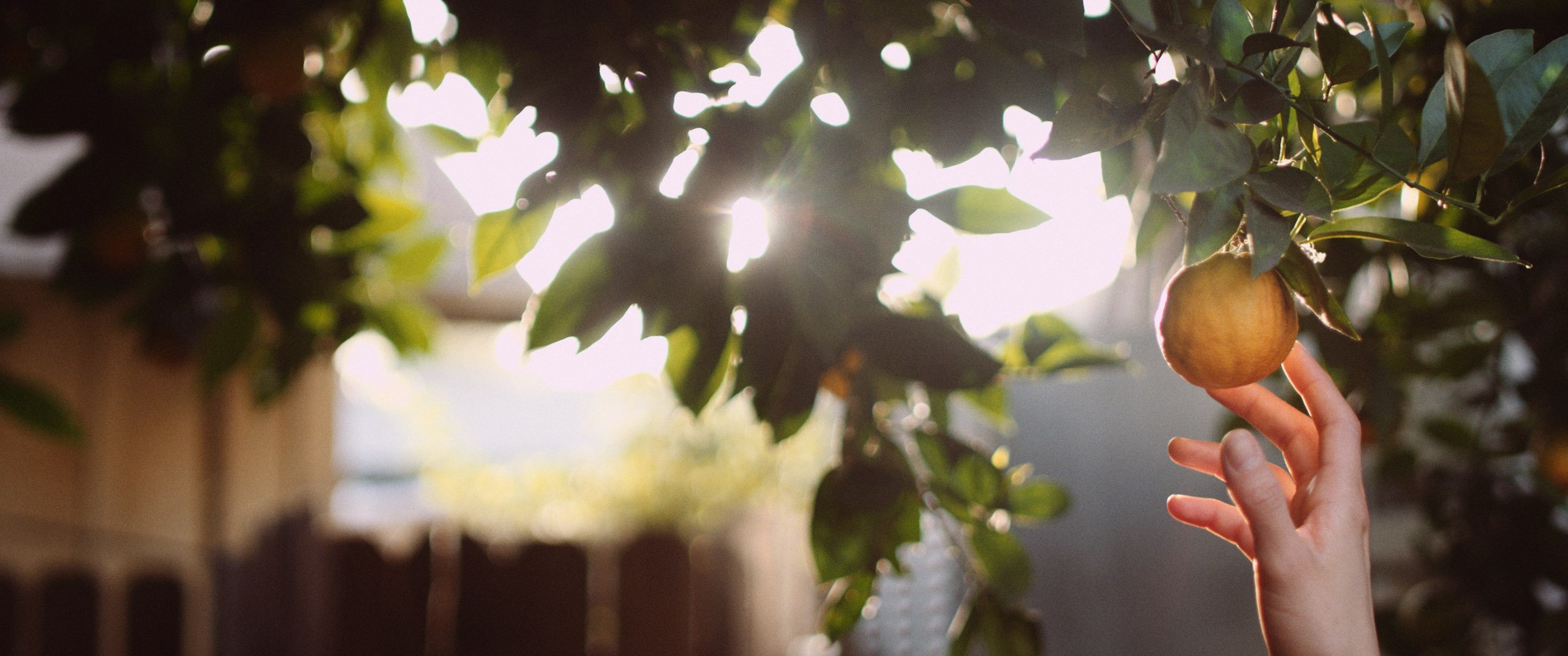 Grace From Above, A C&I Studios Original Short Film Hand picking an orange from a tree with sun filtering through