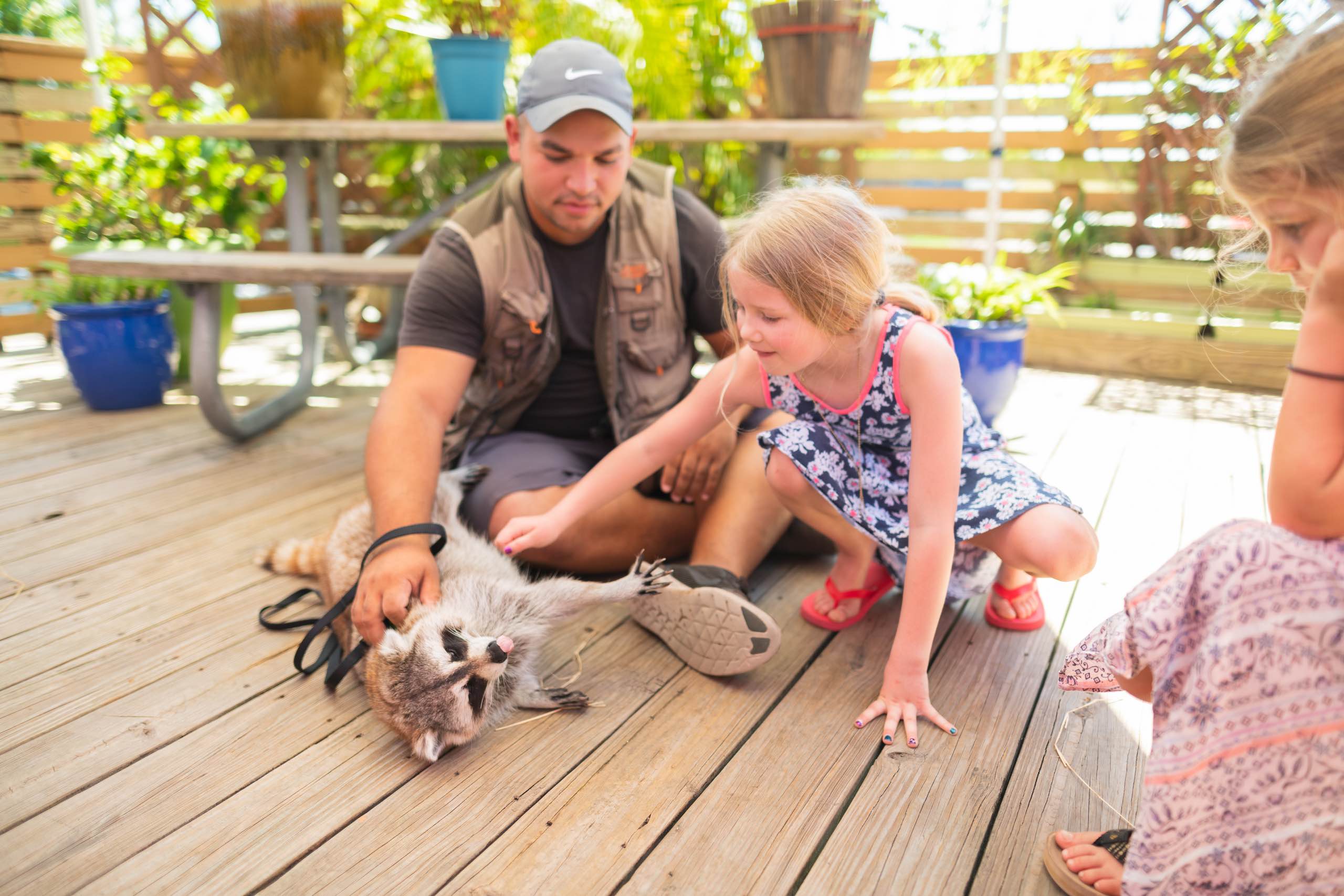 Everglades Holiday Park Girl petting a raccoon with handler wearing a Nike gray cap holding it with a leash
