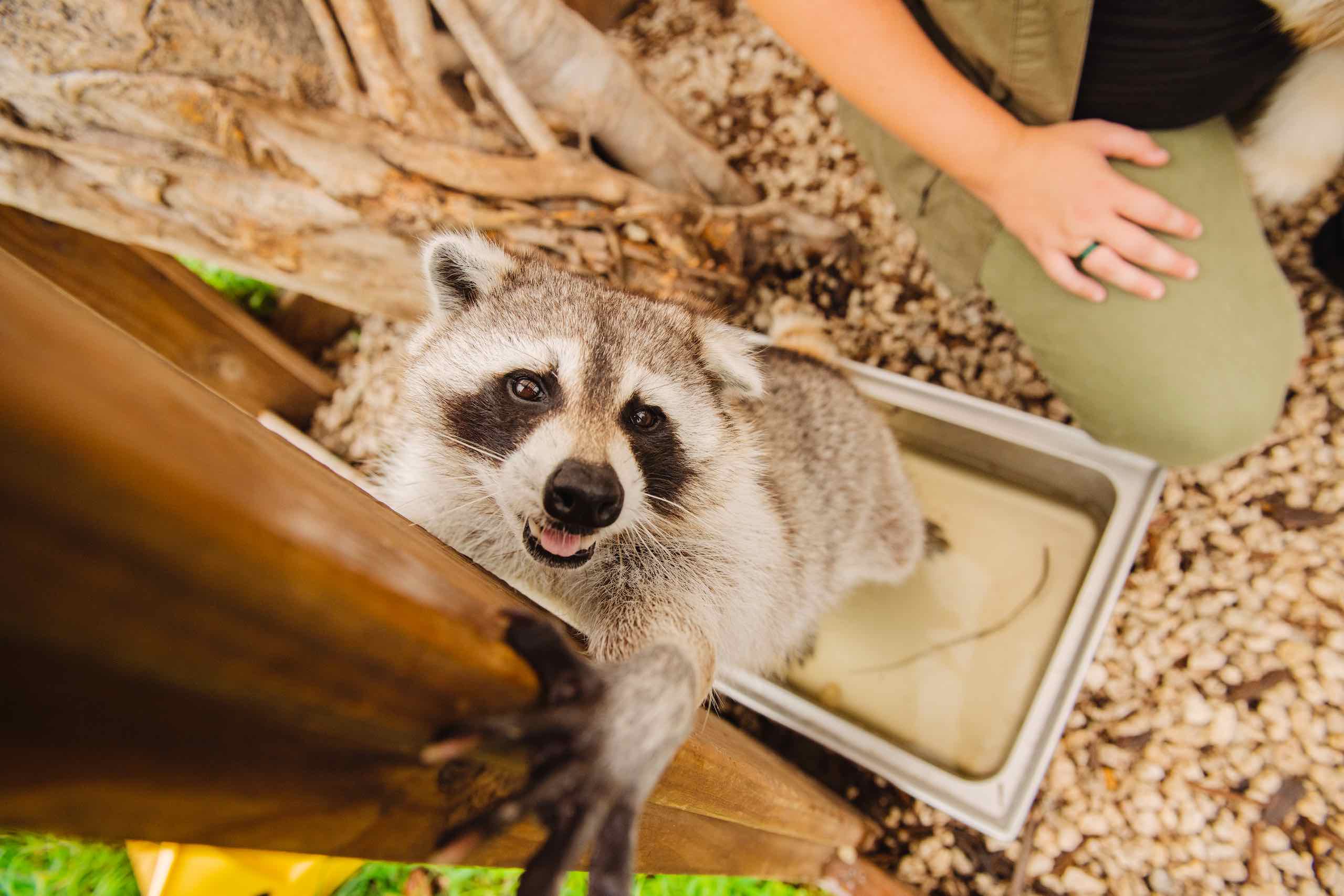 Everglades Holiday Park Closeup of raccoon looking at camera standing in a pan of water with the caretaker nearby