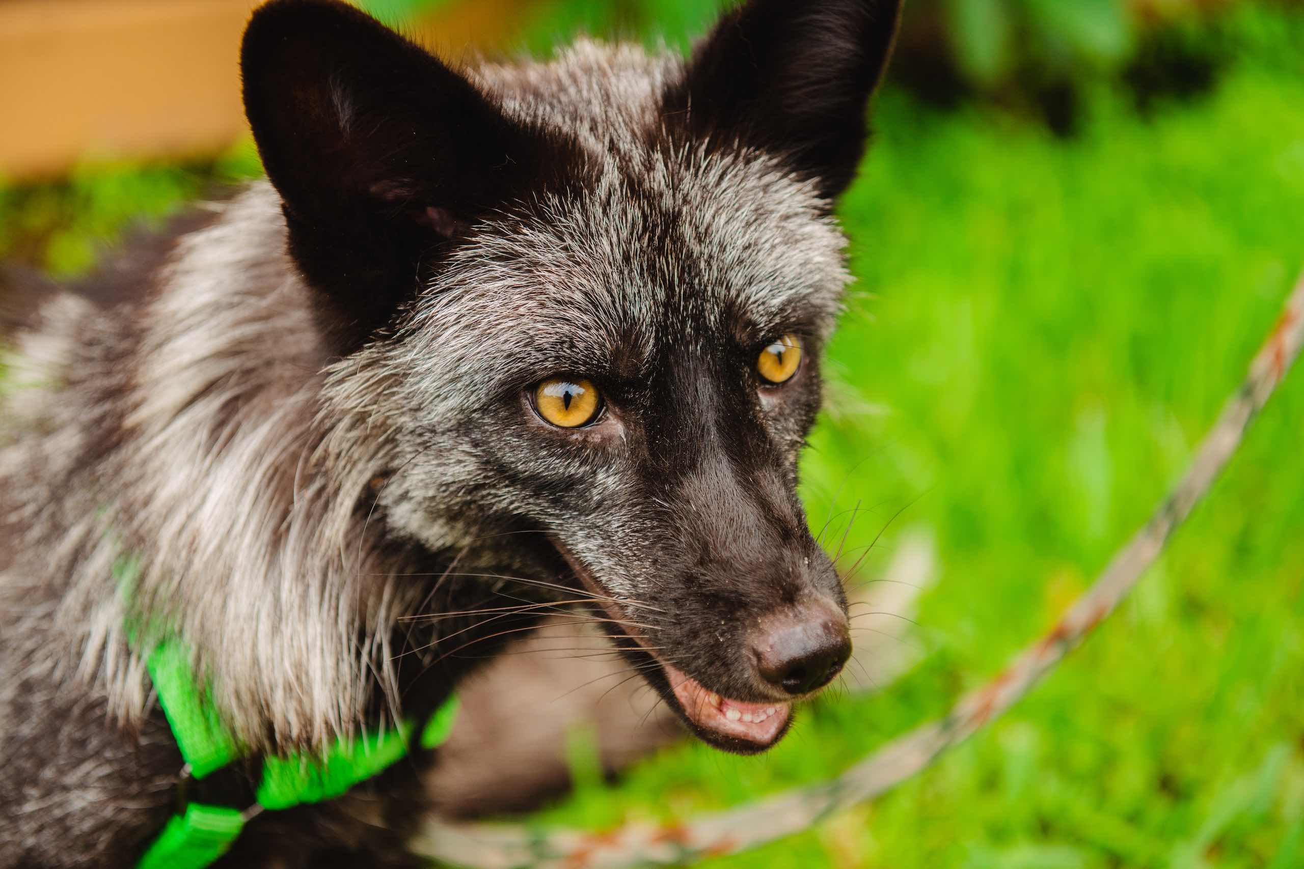 Everglades Holiday Park Closeup of a black and white fox animal