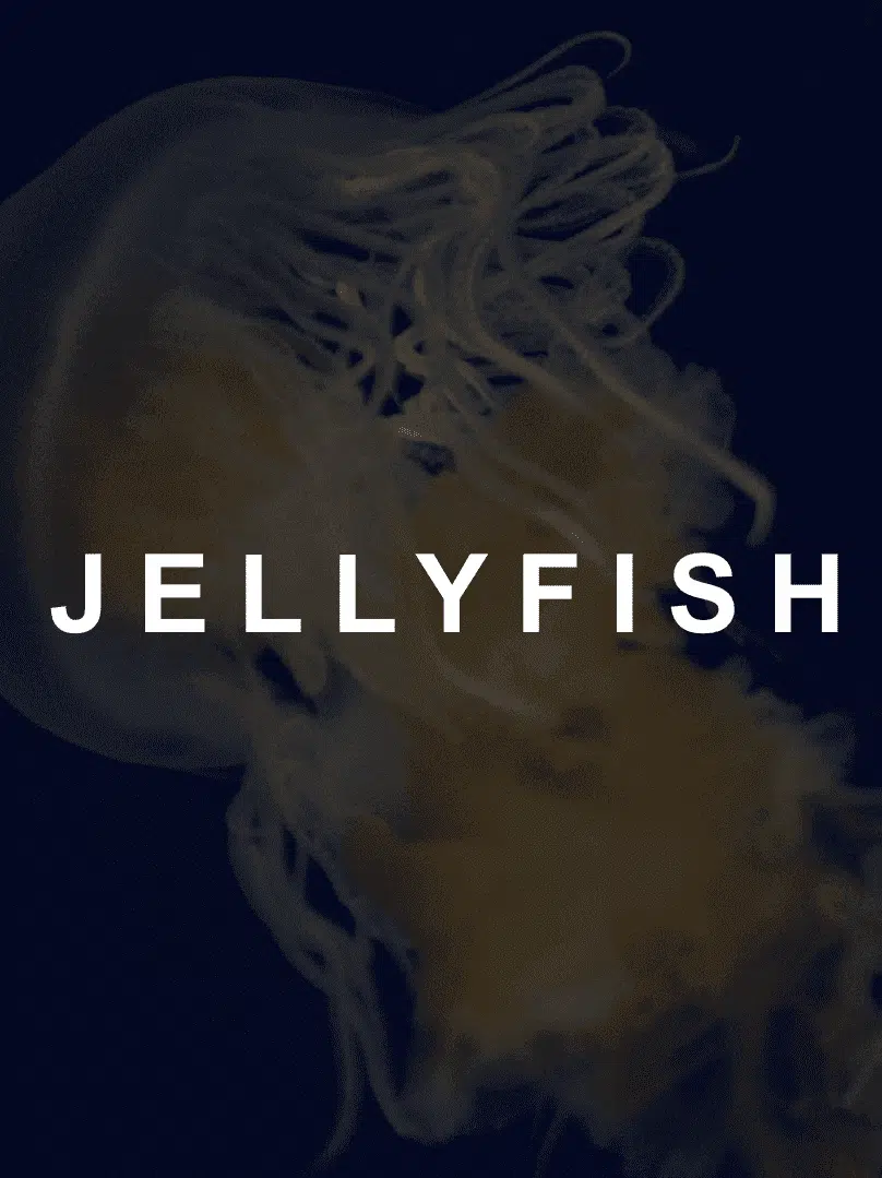 White Jellyfish text on dimmed background of a jellyfish. Tv production Film Production