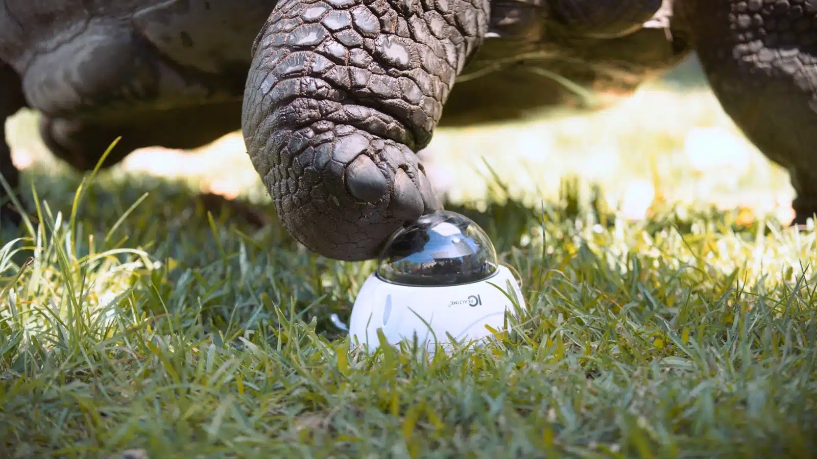 Keyword: Youtube Video .Large tortoise walking by a round IC Realtime video camera in the grass