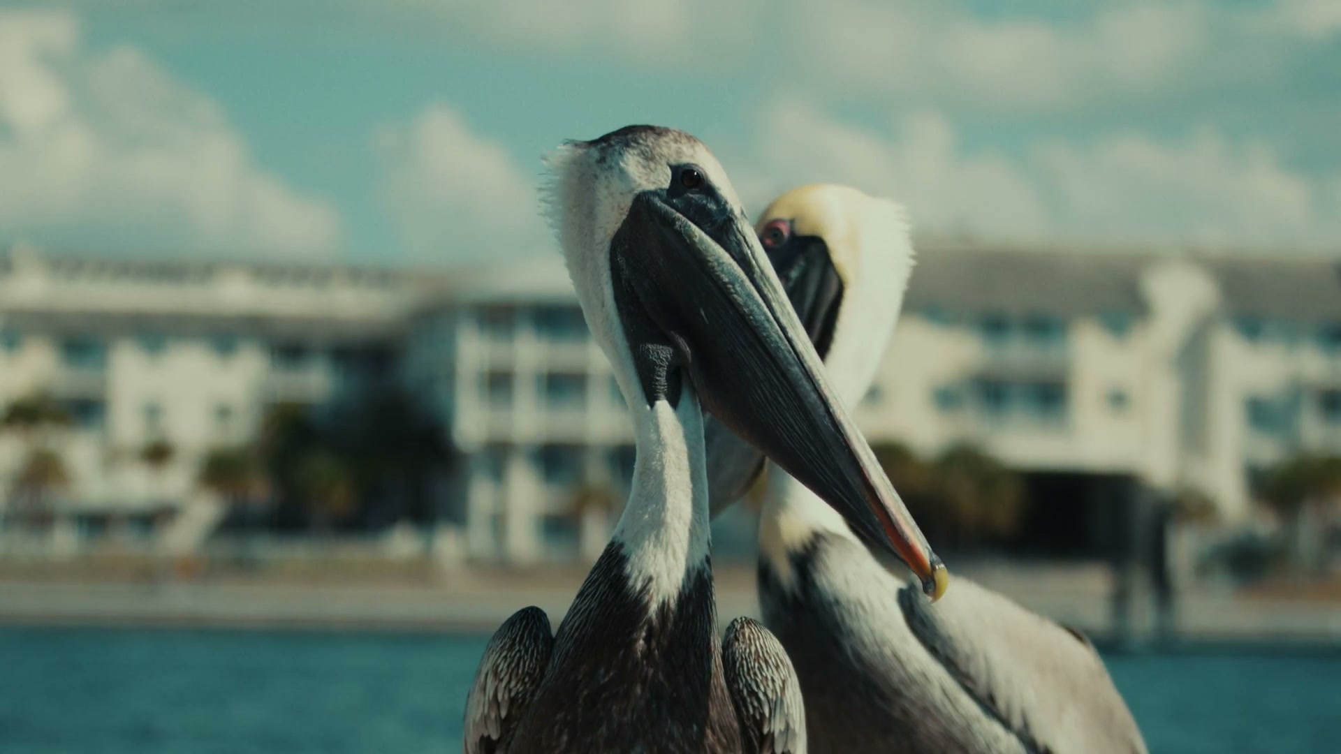 Columbia PFG: Pete Alonso 3 Pelican on Tampa Bay during the Columbia PFG shoot