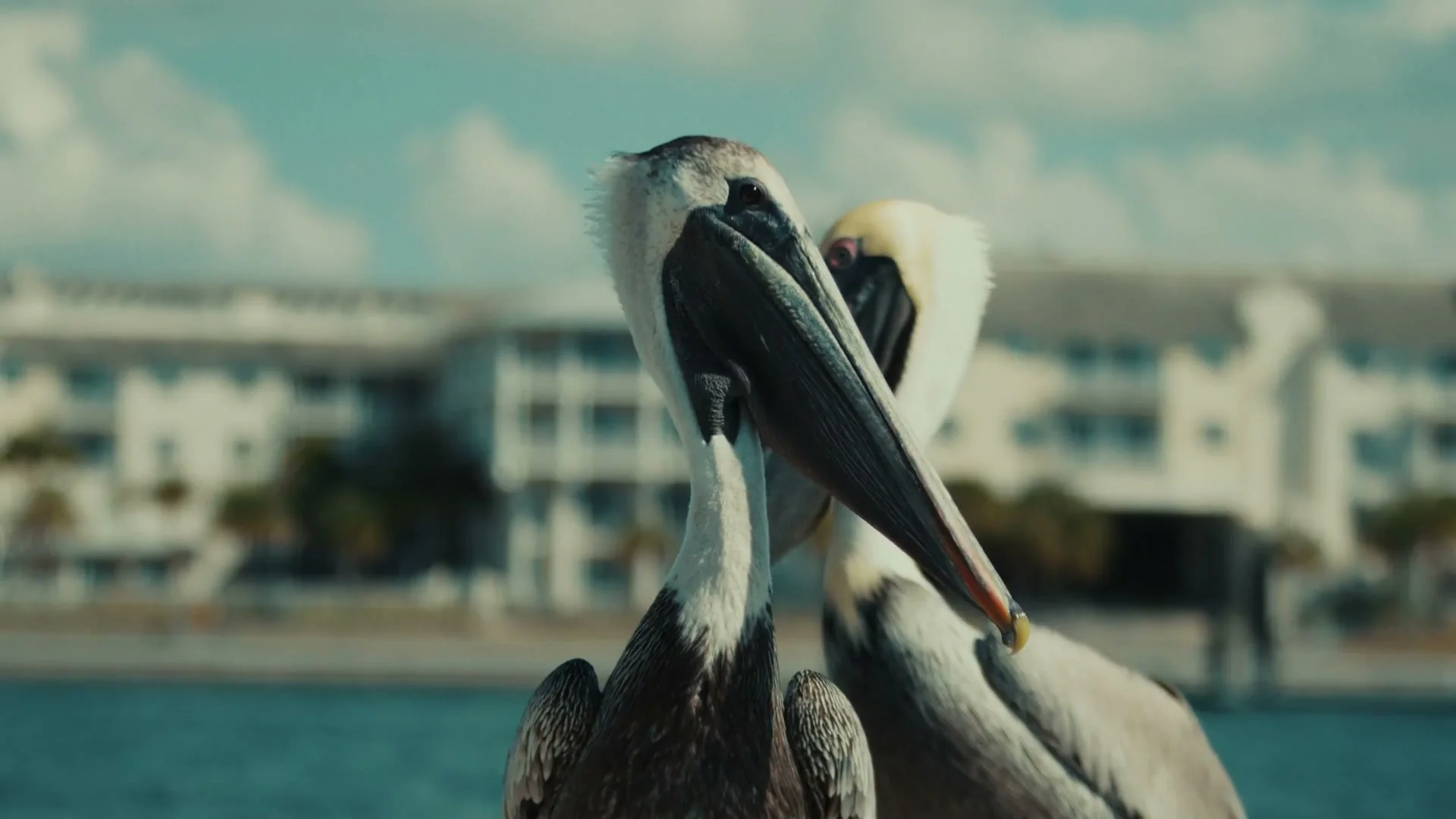 Columbia PFG: Pete Alonso 3 Pelican on Tampa Bay during the Columbia PFG shoot